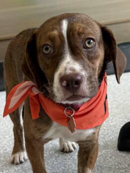 Joanie June Bug -  Beagle and Boston Terrier Dog for Adoption in Omaha, Nebraska - Joanie June Bug | PetCurious