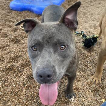 Cole -  Pit Bull Terrier Dog for Adoption in Sand Springs, Oklahoma - Cole | PetCurious