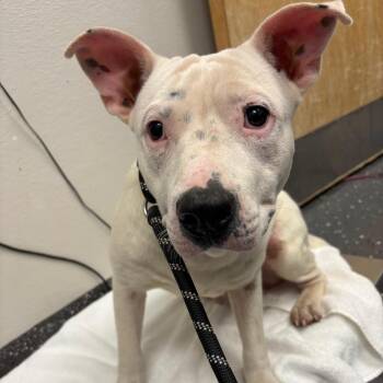 Comfortable Doug -  Mixed Breed Dog for Adoption in Columbiana, Alabama - Comfortable Doug | PetCurious