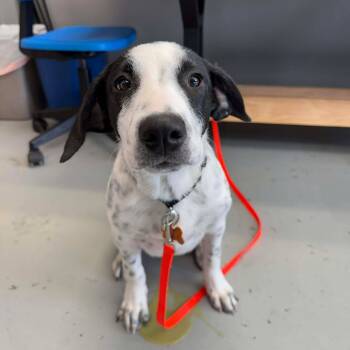 Rescue Pointer and Mixed Breed Dogs for Adoption in Bend, Oregon - Squidward | PetCurious