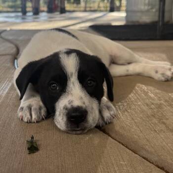 Ivy -  Border Collie Dog for Adoption in Sacramento, California - Ivy | PetCurious