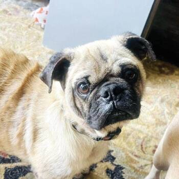 Edwin -  Pug Dog Available for Adoption in Alvin, Texas - Edwin | PetCurious