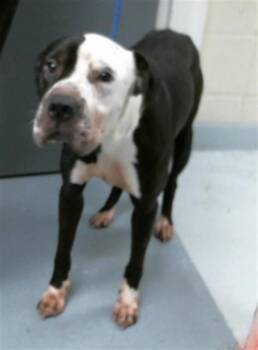 Shar Pei and Mixed Breed Dogs Available for Adoption - DUMBO | PetCurious