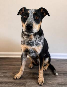 Andrew -  Australian Cattle Dog Blue Heeler Dog for Adoption in Littleton, Colorado - Andrew | PetCurious