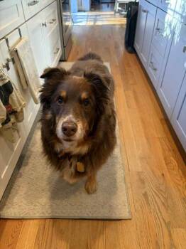 Rescue Australian Shepherd Dogs for Adoption in Ontario, California - Kota | PetCurious