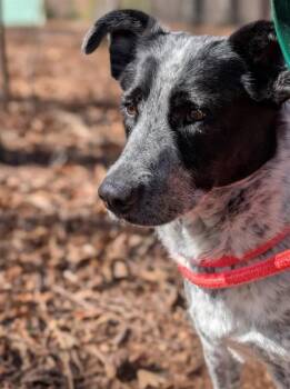 Australian Cattle Dog Blue Heeler Dogs Available for Adoption - POPPY | PetCurious