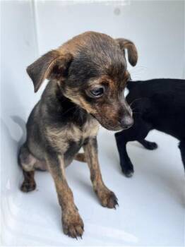 A662132 -  Chihuahua and Mixed Breed Dog for Adoption in Houston, Texas - A662132 | PetCurious
