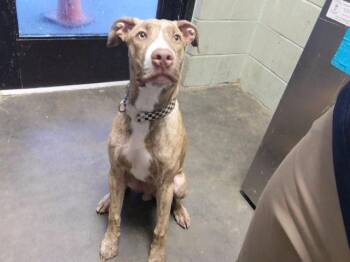 GRAZIANO -  Pointer and Pit Bull Terrier Dog for Adoption in Tulsa, Oklahoma - GRAZIANO | PetCurious