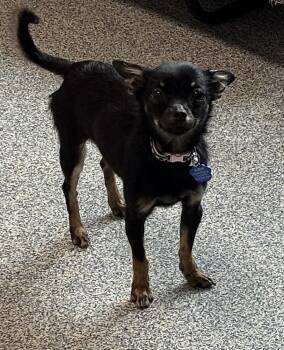 Chihuahua Dogs Available for Adoption in Bartlesville, Oklahoma - Nola | PetCurious
