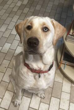 Rescue Labrador Retriever Dogs for Adoption in Indianapolis, Indiana - Damara | PetCurious