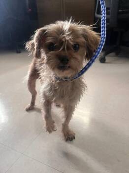 Twinkie -  Terrier and Mixed Breed Dog for Adoption in Park Row, Texas - Twinkie | PetCurious