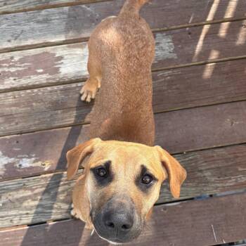 Basset Hound and Mixed Breed Dogs Available for Adoption in Rockville, Maryland - Toni | PetCurious