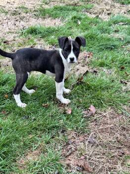 Labrador Retriever Dogs Available for Adoption - Sassy | PetCurious