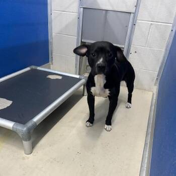 Pit Bull Terrier Dogs Available for Adoption - SLBY-Stray-2265 | PetCurious