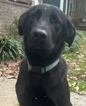 Rescue Black Labrador Retriever Dogs for Adoption in Brentwood, Tennessee - Gunner | PetCurious