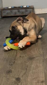 Chloe -  Shepherd Dog for Adoption in Wendell, North Carolina - Chloe | PetCurious
