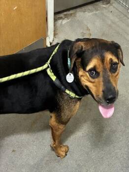 ROCKY -  Rottweiler and Mixed Breed Dog for Adoption - ROCKY | PetCurious