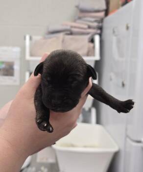 Zinfandel -  Terrier Dog for Adoption in Evansville, Indiana - Zinfandel | PetCurious