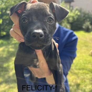 Pit Bull Terrier Dogs Available for Adoption in Brentwood, Tennessee - Felicity | PetCurious