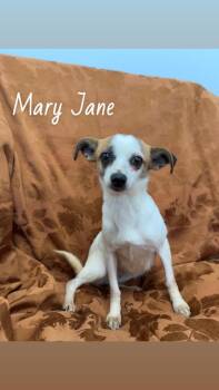 Chihuahua Dogs Available for Adoption - Mary Jane | PetCurious
