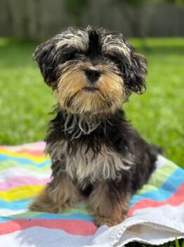 Oreo Gill -  Miniature Schnauzer and Miniature Poodle Dog for Adoption in Friendswood, Texas - Oreo Gill | PetCurious