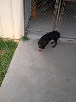 Jelly -  Labrador Retriever Dog for Adoption in Albany, Georgia - Jelly | PetCurious