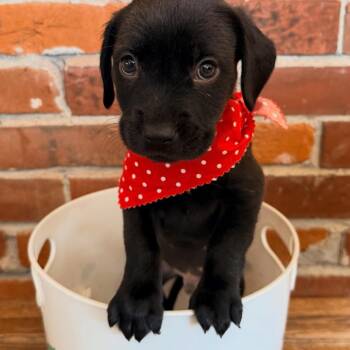 Chihuahua and Pit Bull Terrier Dogs Available for Adoption - Harold | PetCurious