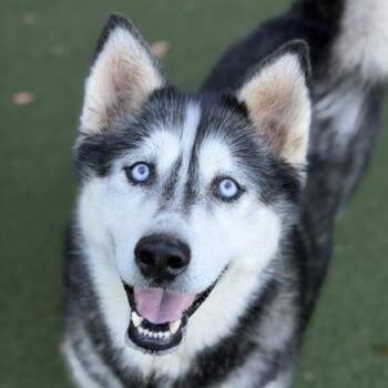 Rosie -  Siberian Husky Dog for Adoption in Sacramento, California - Rosie | PetCurious