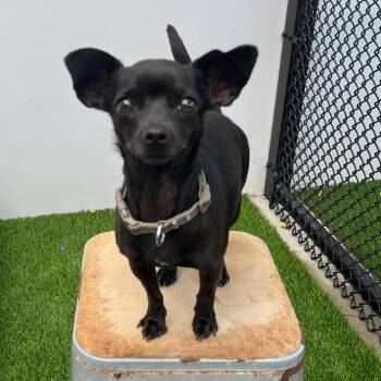 Chihuahua Dogs Available for Adoption - Nadia A2260609 | PetCurious
