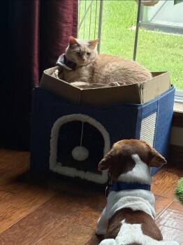 Cooper -  Beagle Dog for Adoption in Sedalia, Colorado - Cooper | PetCurious
