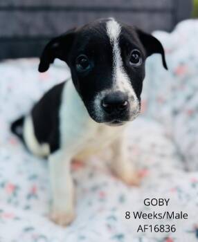 Goby -  Pit Bull Terrier Dog for Adoption - Goby | PetCurious