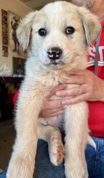 Great Pyrenees Dogs Available for Adoption - Avi | PetCurious