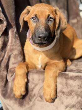 German Shepherd Dog and Labrador Retriever Dogs Available for Adoption in Pleasant Hill, California - Red | PetCurious