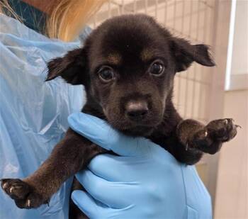 MORTADELLA -  Husky Dog for Adoption in San Antonio, Texas - MORTADELLA | PetCurious