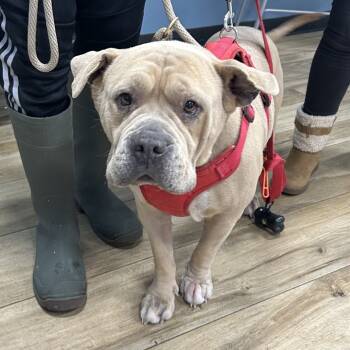 Rescue American Bulldog Dogs for Adoption in Newark, New Jersey - Suca | PetCurious