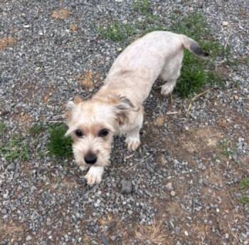 Shih Tzu Dogs Available for Adoption in Hagerstown, Maryland - TAMAGOTCHI | PetCurious