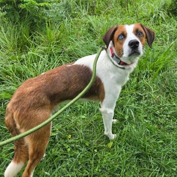Rogue -  Beagle and Mixed Breed Dog for Adoption in Binghamton, New York - Rogue | PetCurious