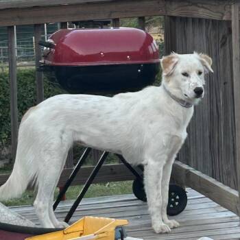 Billie -  Great Pyrenees and Labrador Retriever Dog for Adoption in Montgomery, Texas - Billie | PetCurious