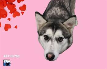 Rescue Husky Dogs for Adoption in Dallas, Texas - LULU | PetCurious