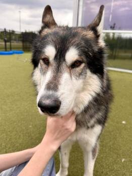 Mixed Breed Dogs Available for Adoption in Wichita, Kansas - Ronen | PetCurious