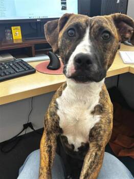 Mixed Breed Dogs Available for Adoption in New Orleans, Louisiana - Percilla | PetCurious