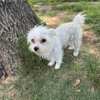 Rescue Maltese Dogs for Adoption in Richmond, Texas - Enya | PetCurious