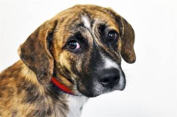 ALYSSA -  Labrador Retriever and Mixed Breed Dog for Adoption in Fort Lauderdale, Florida - ALYSSA | PetCurious