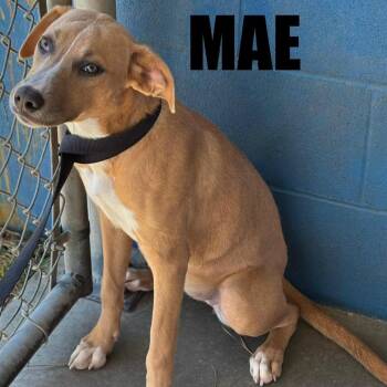 Mae -  Retriever Dog for Adoption in Potomac, Maryland - Mae | PetCurious