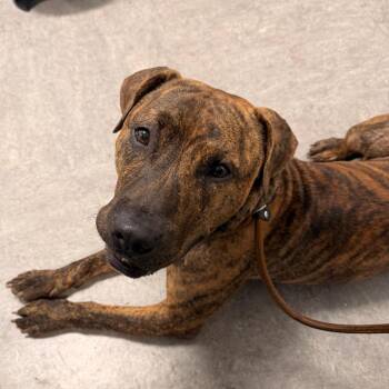 Chalupa -  Mixed Breed Dog for Adoption in Philadelphia, Pennsylvania - Chalupa | PetCurious
