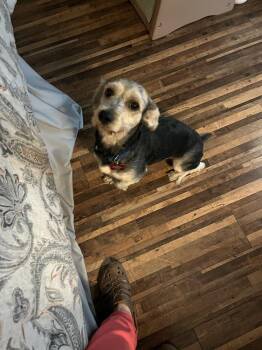 Bop It -  Yorkshire Terrier Dog for Adoption in Durango, Colorado - Bop It | PetCurious