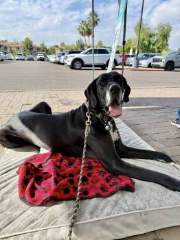 Great Dane Dogs Available for Adoption in Mesa, Arizona - Mescal | PetCurious