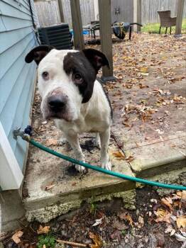 Rescue American Staffordshire Terrier and Mixed Breed Dogs for Adoption in Indianapolis, Indiana - MARLIN | PetCurious