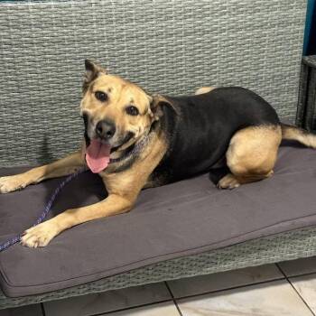 Charlie -  Shepherd Dog for Adoption in San Diego, California - Charlie | PetCurious