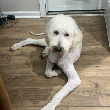 Theo -  Standard Poodle Dog for Adoption in Sanford, North Carolina - Theo | PetCurious